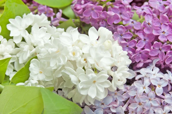 Hermosas Flores Lila Jardín —  Fotos de Stock