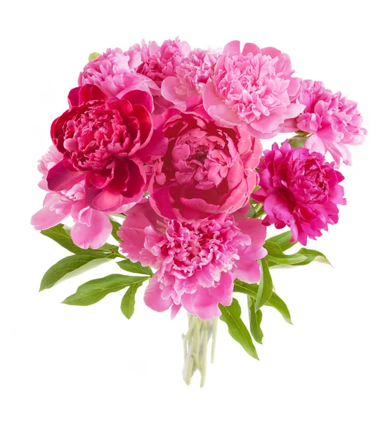 Peony bunch geïsoleerd op witte achtergrond — Stockfoto