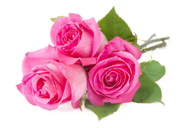 Рожева Троянда Ізольована Білому Тлі Стокове Зображення