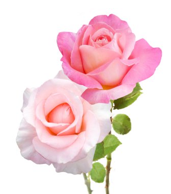 Beyaz arkaplanda izole edilmiş pembe güller