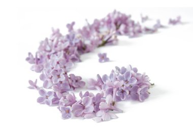 Beyaz arka planda güzel leylak çiçekleri