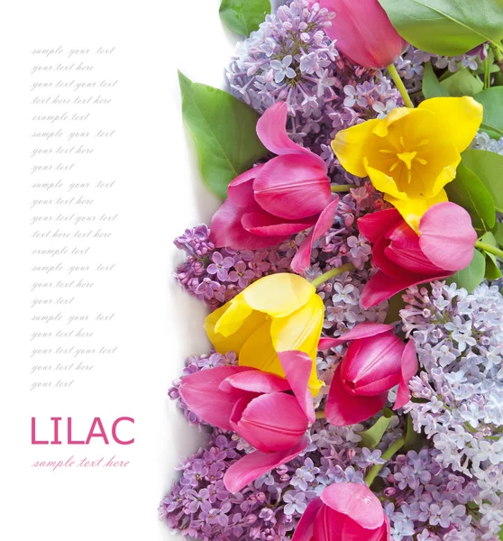 Piękne Tulipany Liliowe Kwiaty Białym Tle Miejscem Tekst — Zdjęcie stockowe