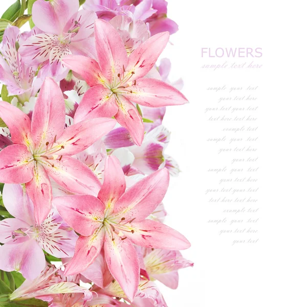 beyaz arkaplanda izole edilmiş pembe çiçekler ve metnin için yer