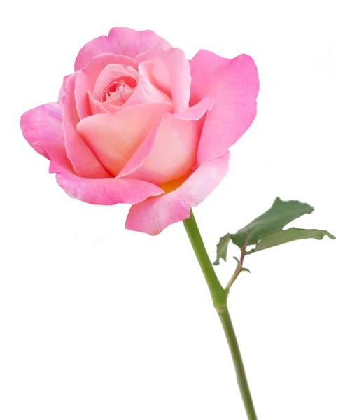 Pink Rose Isolated White Background — Stock Photo, Image