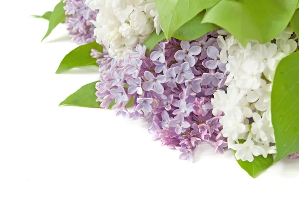Beyaz arka planda güzel leylak çiçekleri