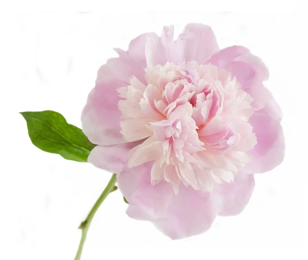 Flor Peonía Rosa Sobre Fondo Blanco — Foto de Stock