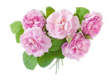 Beyaz arkaplanda izole edilmiş pembe şakayık çiçeği