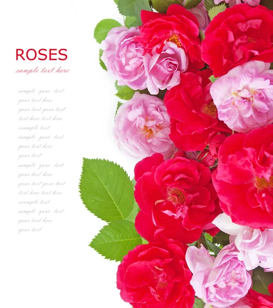 Beyaz arkaplanda izole edilmiş güzel pembe güller ve metnin için boşluk.
