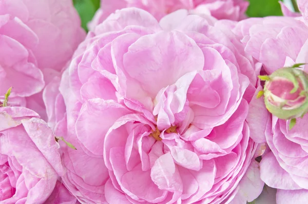 Roze Pioenroos Bloemen Tuin — Stockfoto