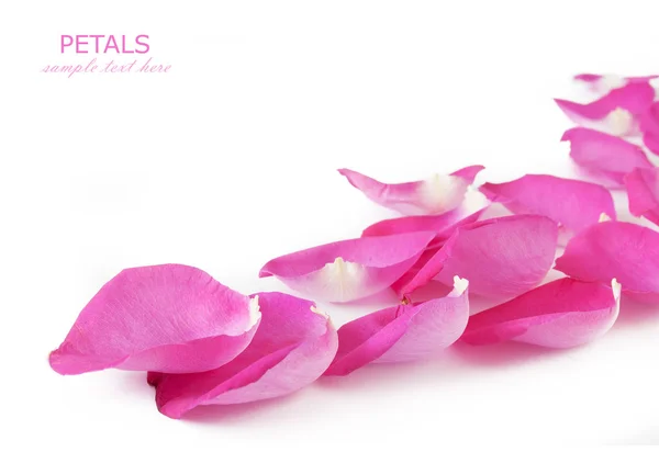 Pink Flower Petals Isolated White Background — Stock Photo, Image