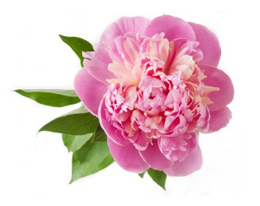 Beyaz arkaplanda izole edilmiş pembe şakayık çiçeği