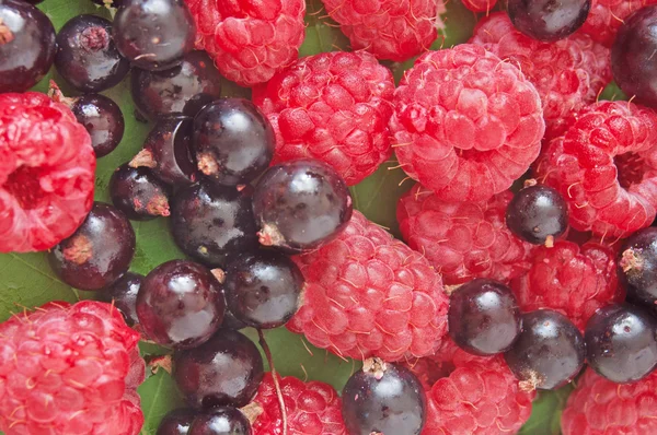 Fresh Raspberries Currant Berries Leaf Background — Stock Photo, Image