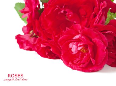 Beyaz arkaplanda güzel kırmızı güller