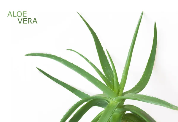 Aloe Vera Plant White Background — Stock Photo, Image