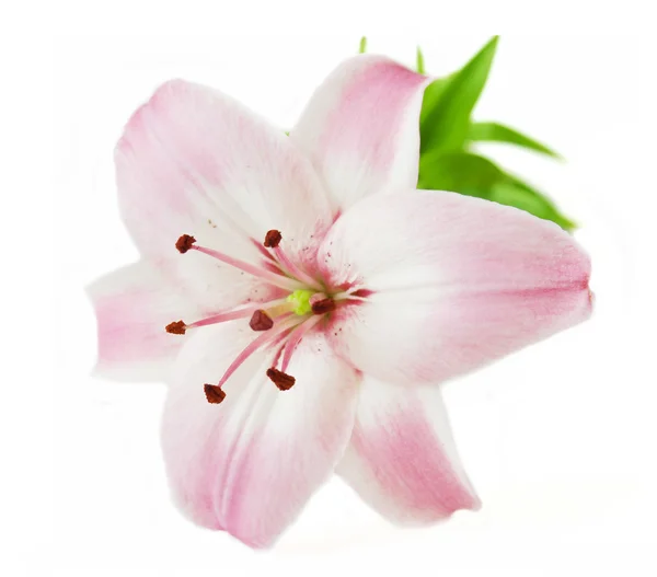 Flor Rosa Lirio Aislado Sobre Fondo Blanco — Foto de Stock