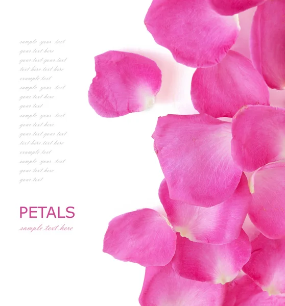 Pink Rose Petals White Background Simple Text — Stock Photo, Image