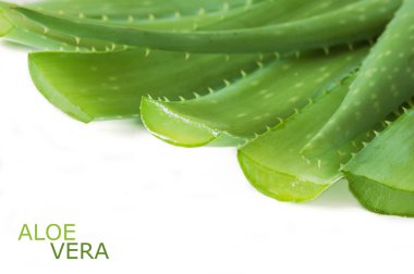 aloe vera bitki yaprakları