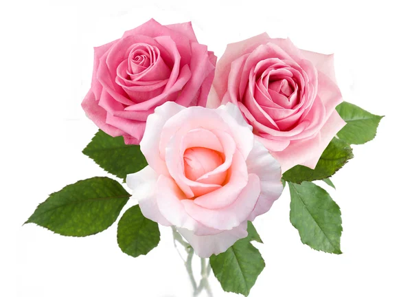 Pink Roses Isolated White Background — Stock Photo, Image