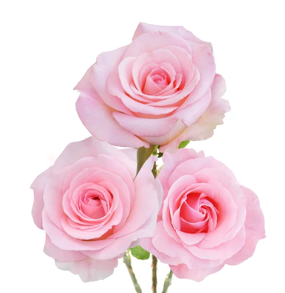 Розовые Розы Выделенные Белом Фоне — стоковое фото
