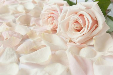 Yapraklı güzel bir buket gül.