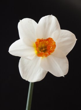 Siyah arka planda güzel çiçekler