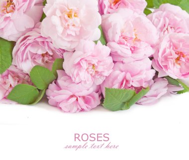 Beyaz arkaplanda pembe şakayık çiçekleri