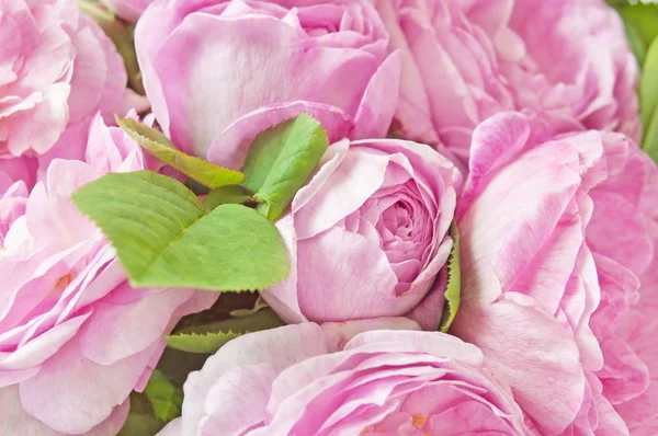 Beautiful Pink Roses White Background — Stock Photo, Image