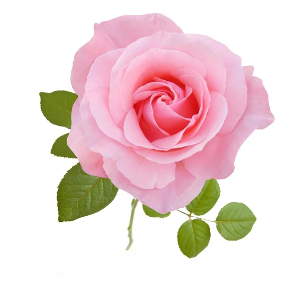 Rosa rosa primer plano aislado sobre fondo blanco — Foto de Stock