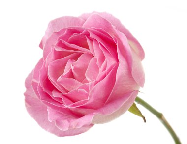 Pembe gül yakın plan beyaz zemin üzerinde izole