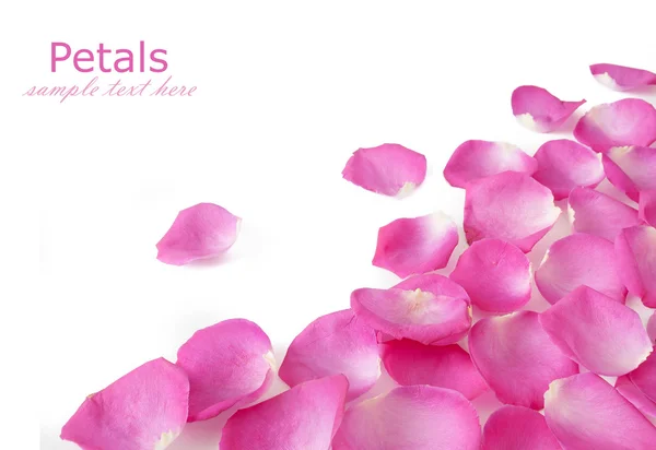 Roze rozenblaadjes achtergrond — Stockfoto