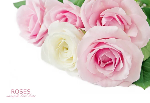 Ramo de flores de rosa aislado sobre fondo blanco — Foto de Stock