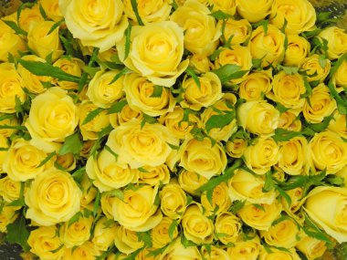 Vazodaki güzel sarı güller