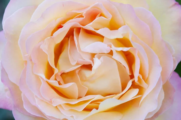 beautiful pink rose macro, rose background, rose closeup