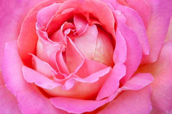Piękne Różowe Makro Róże Tło Róży Zbliżenie Róża — Zdjęcie stockowe