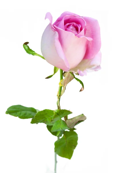 ดอกก หลาบส ชมพ สวยงามแยกจากพ นหล ขาว ใกล — ภาพถ่ายสต็อก