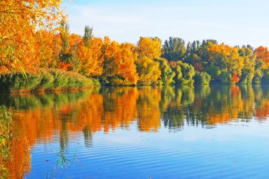 Sarı, kırmızı ve yeşil sonbahar ormanı, nehir ve mavi gökyüzü. Sonbahar yansımaları. 