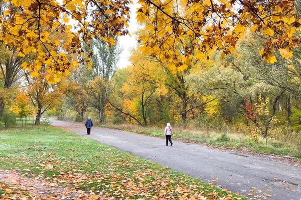 People walking in autumn park with red, green and red trees and enjoying golden leaves in autumn park