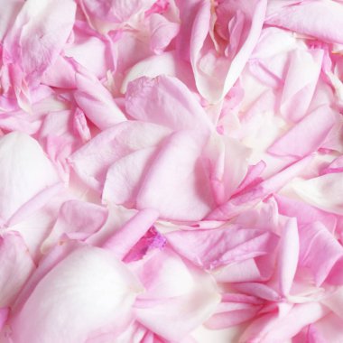 Güzel pembe gül yaprakları arka plan