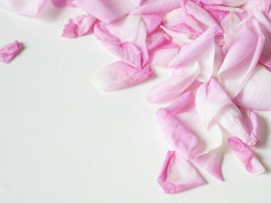 Güzel pembe gül yaprakları arka plan