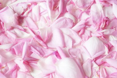 Güzel pembe gül yaprakları arka plan