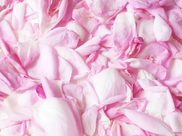 Beautiful Pink Rose Petals Background — Stock Photo, Image