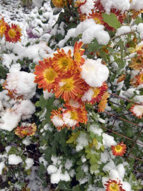 Güzel sarı ve turuncu kasımpatı çiçekleri bahçede ilk karla kaplı, kış bahçesi, yakın plan