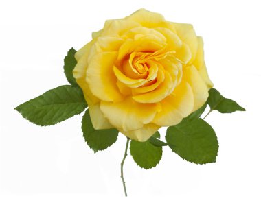 Beyaz arkaplanda izole edilmiş güzel sarı gül, yakın plan.