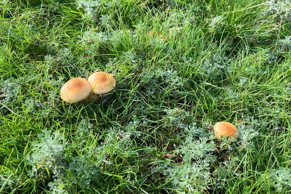 Paddestoelen Groen Gazon Buiten Paddestoelen Het Najaarsbos Close — Stockfoto