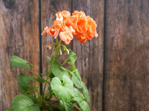 Schöne Rosa Geranienblüten Töpfen Auf Hölzernem Hintergrund Innenraum Nahaufnahme — Stockfoto