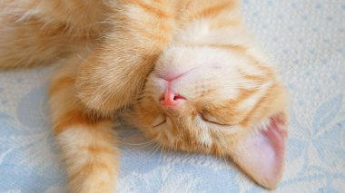 Küçük sevimli kızıl kedi mavi arka planda kayıyor.