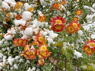 Güzel sarı ve turuncu kasımpatılar. Bahçede çiçekler. İlk kar, kış bahçesi...
