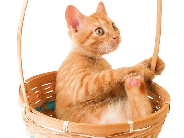 Cute Little Ginger Cat Playing White Background — Stock Photo, Image