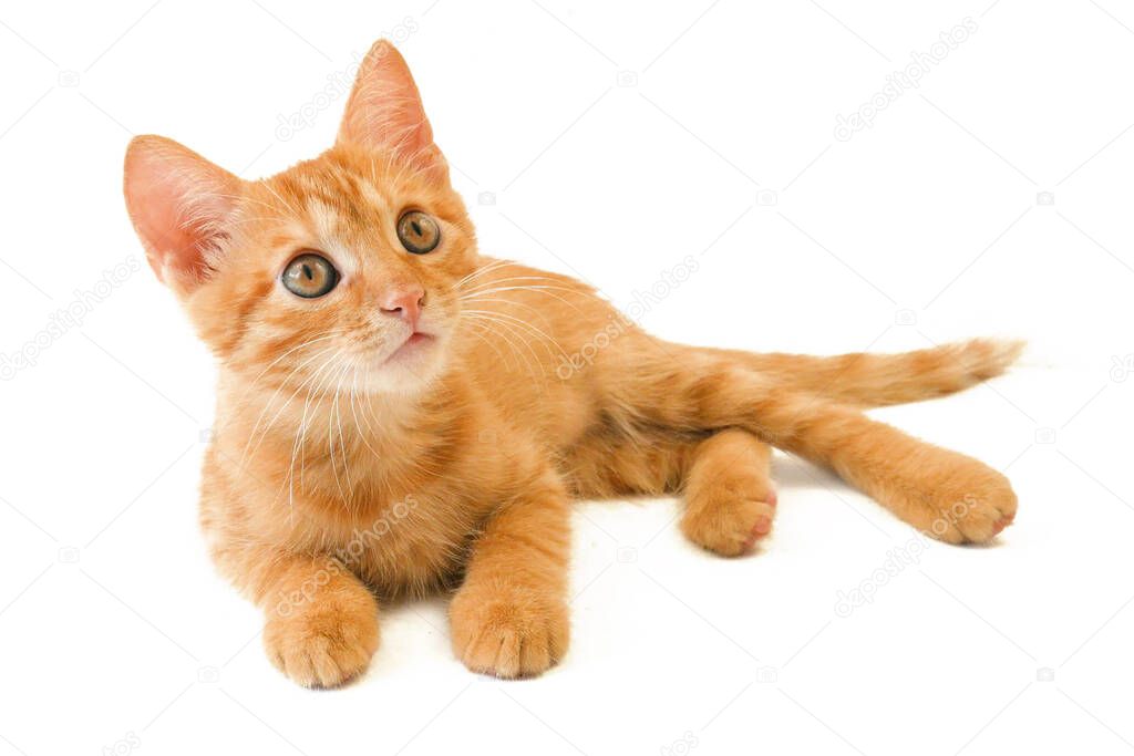 cute little ginger cat playing on white background