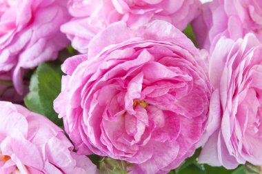 Güzel pembe güller arka planda yakın plan